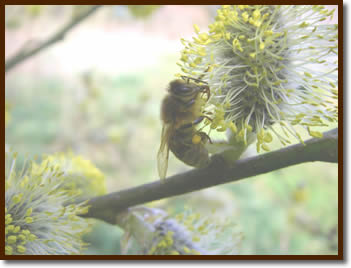 Honey Bee on Willow ~ Walter McPhee